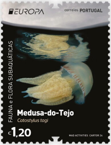 Portuguese Blubber Jelly (Catostylus tagi)