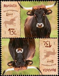 Tete-Beche, Aurochs (Bos primigenius), Romania,  , Animals (Fauna), Cattle, Mammals