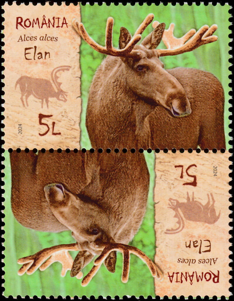 Moose (Alces alces)