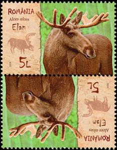 Tete-Beche, Moose (Alces alces), Romania,  , Animals (Fauna), Elks, Mammals