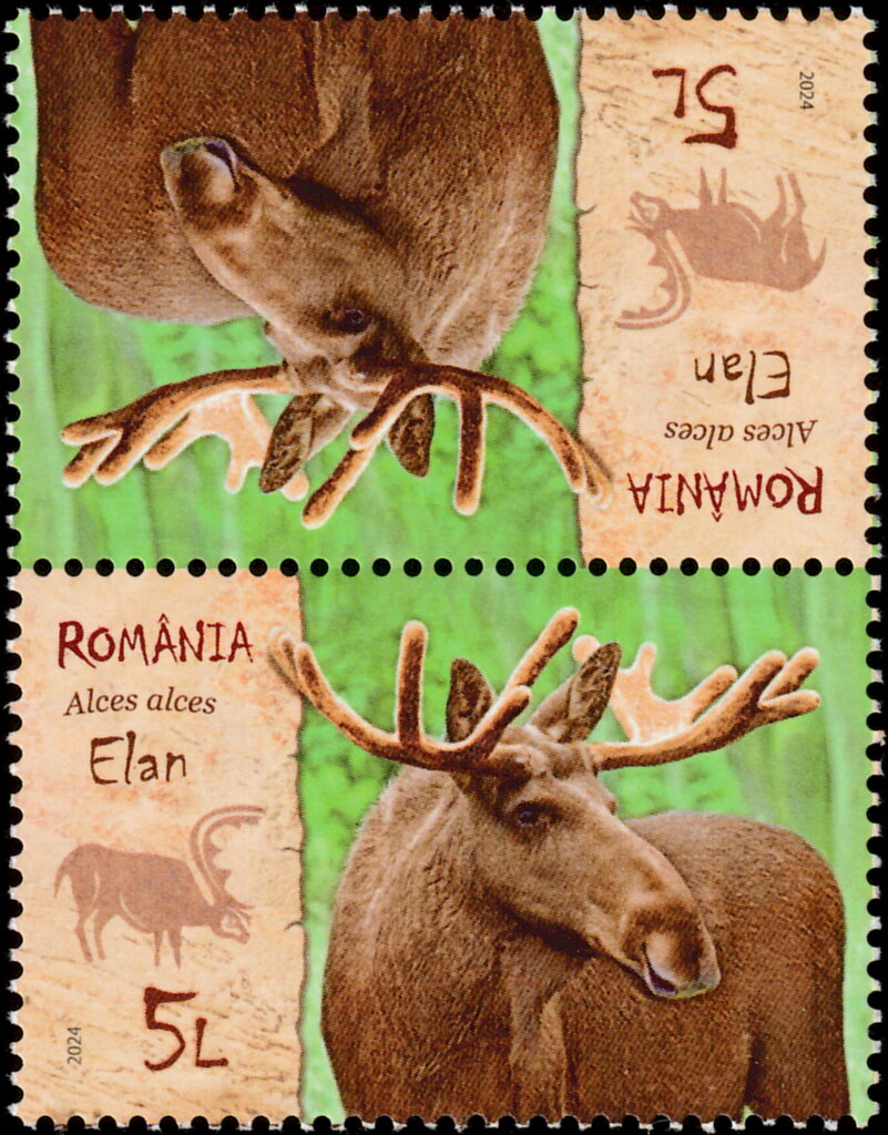 Moose (Alces alces)