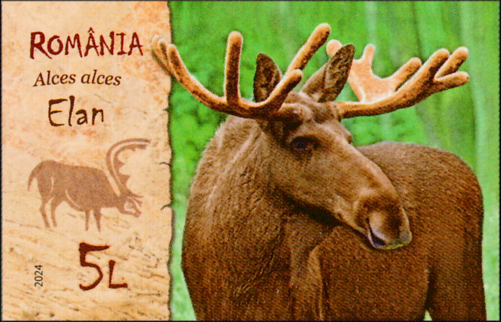 Moose (Alces alces)