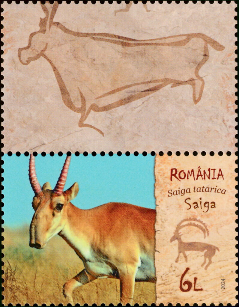 Saiga (Saiga tatarica)