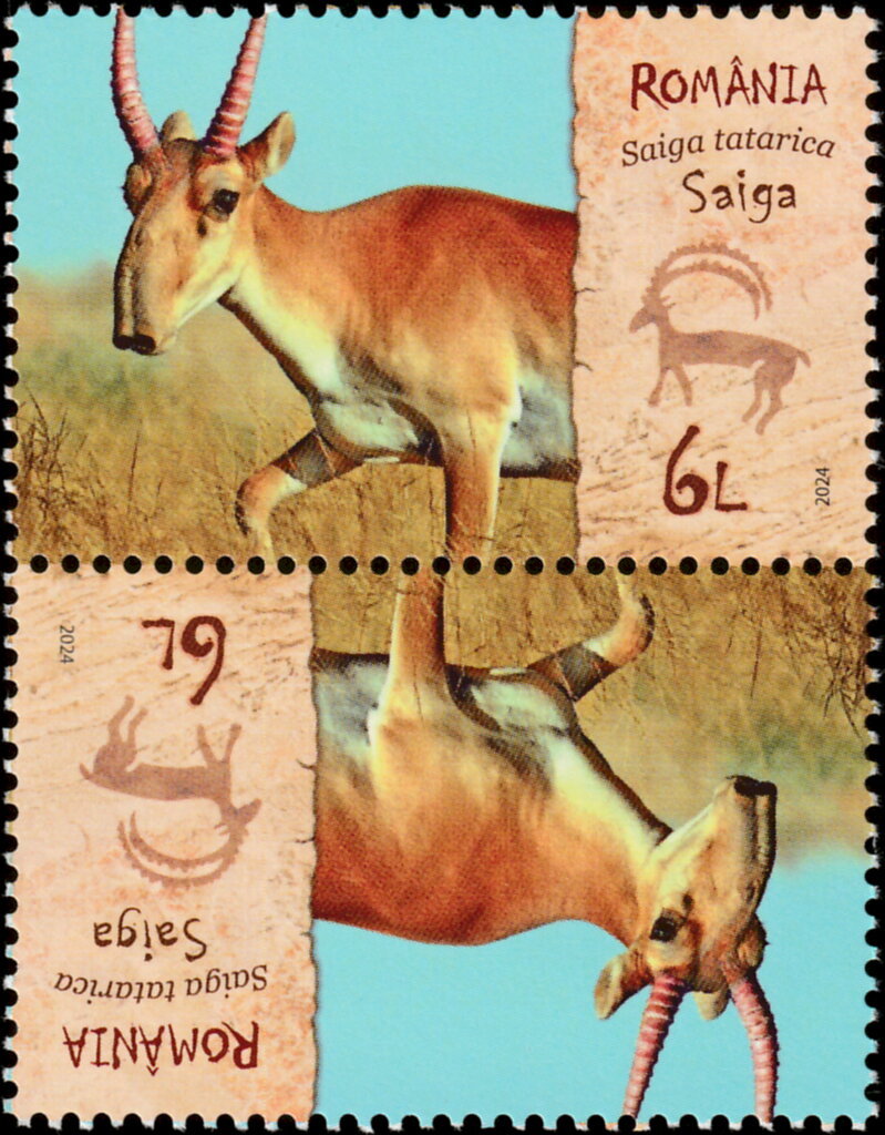 Saiga (Saiga tatarica)
