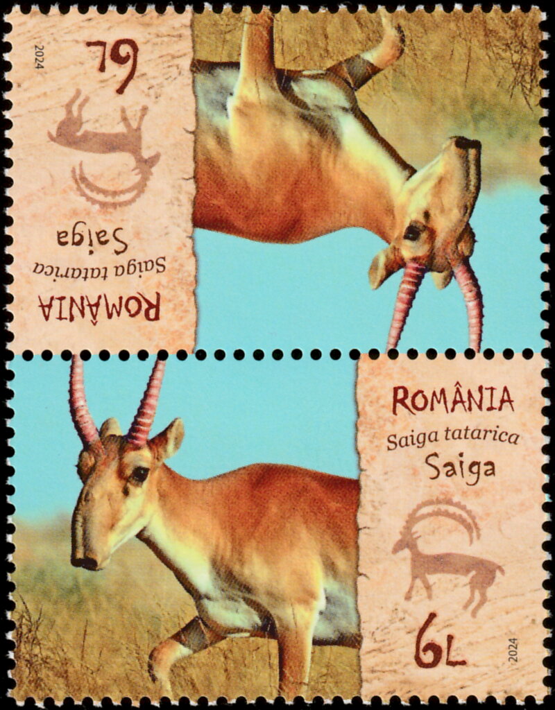 Saiga (Saiga tatarica)