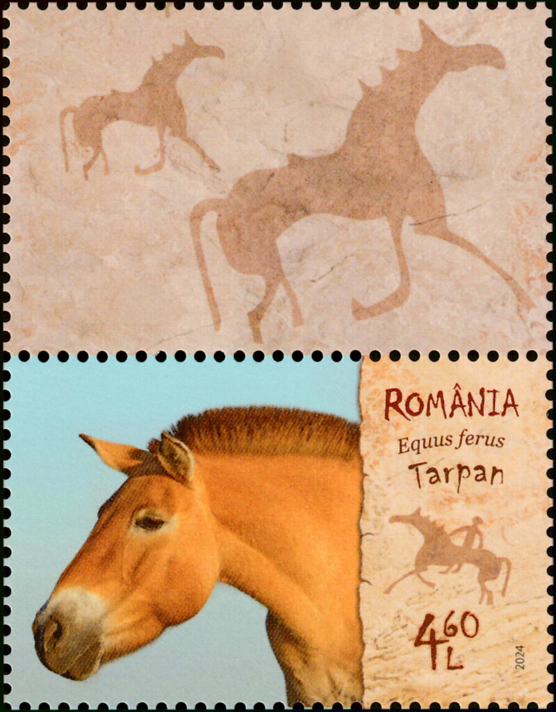 Wild Horse (Equus ferus)