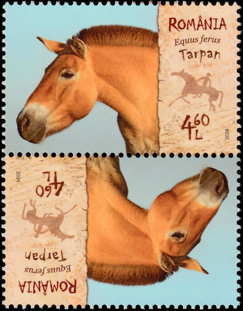 Wild Horse (Equus ferus)