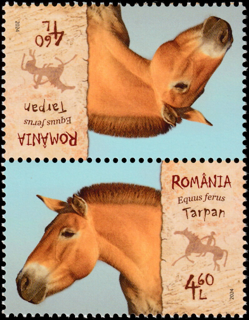 Wild Horse (Equus ferus)