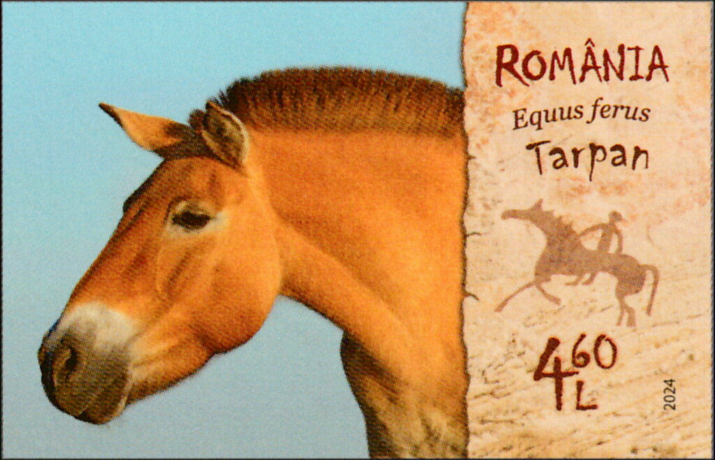 Wild Horse (Equus ferus)