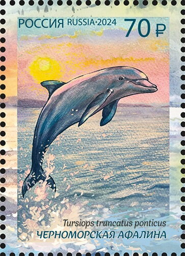 Black Sea Bottlenose Dolphin (Tursiops truncatus ponticus)