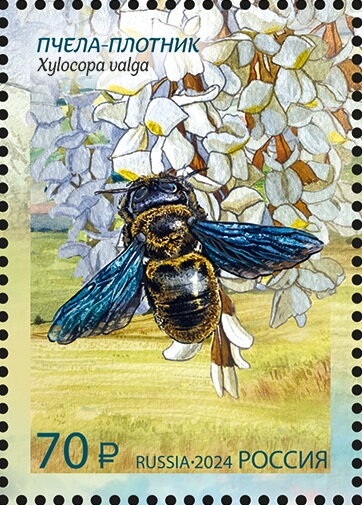 Carpenter Bee (Xylocopa sp)