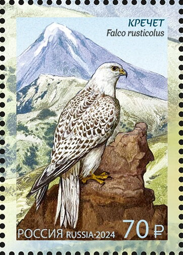 Gyrfalcon (Falco rusticolus)