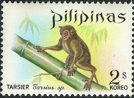 Tarsier (Tarsius sp.)