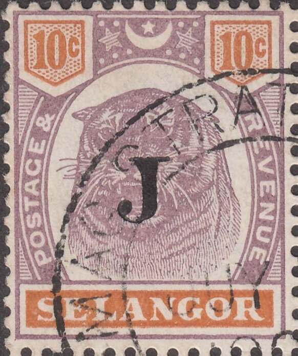 Tiger (Panthera tigris)
