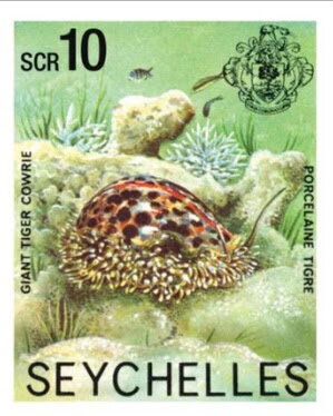 Giant Tiger Cowrie (Cypraea tigris)