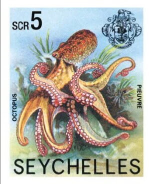Octopus (Octopoda)