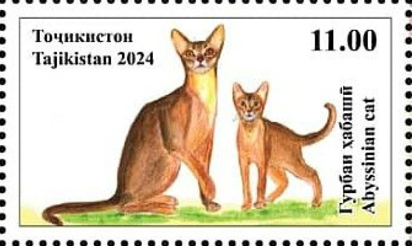 Abyssinian Cat
