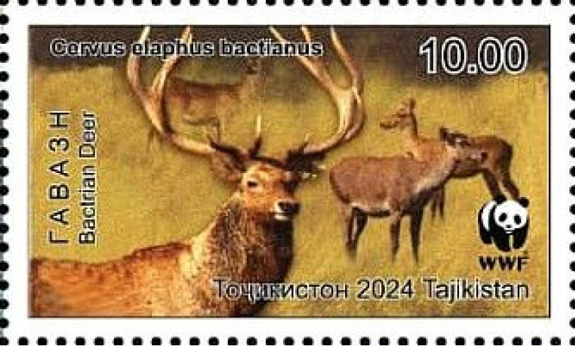 Bactrian Deer (Cervus hanglu bactrianus)