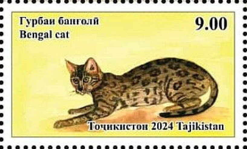 Bengal Cat