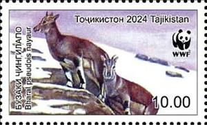 Stamp, Bharal (Pseudois nayaur), Tajikistan,  , Animals (Fauna), Mammals, Sheep, WWF