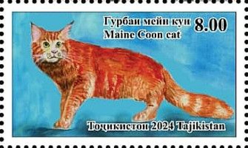 Maine Coon Cat