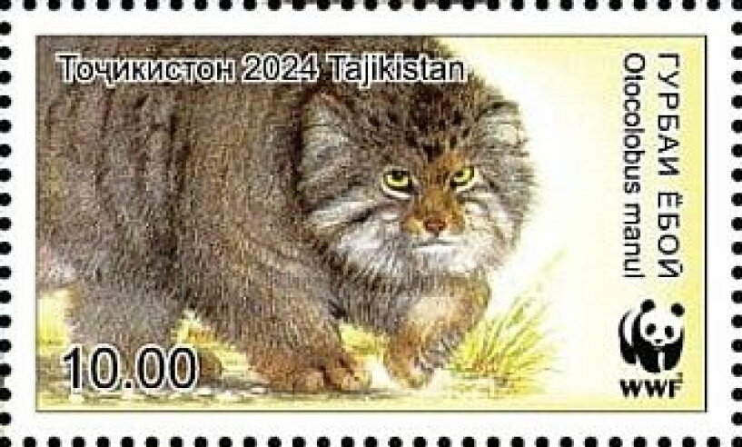 Pallas's Cat (Otocolobus manul)