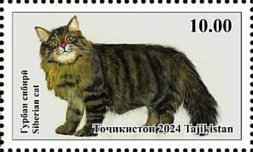 Siberian Cat