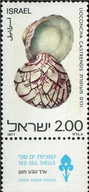 Zigzag Venus (Lioconcha castrensis)