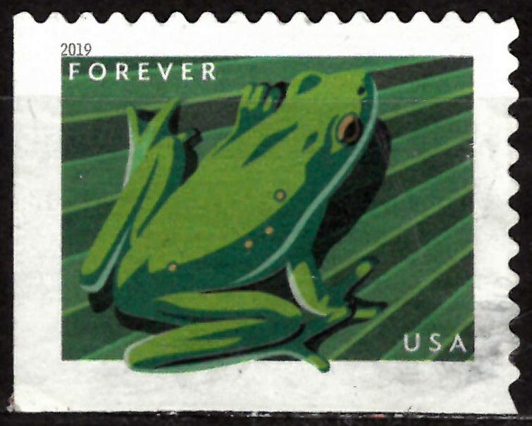 American Green Tree Frog (Hyla cinera)
