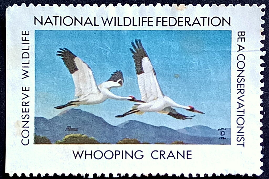 Whooping Crane
