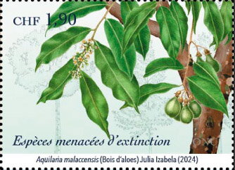 Aloewood (Aquilaria malaccensis)