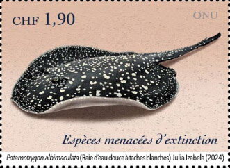 Itaituba River Stingray (Potamotrygon albimaculata)