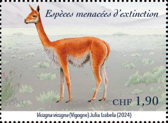 Vicuña (Vicugna vicugna)