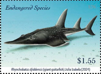 Giant Guitarfish (Rhynchobatus djiddensis)