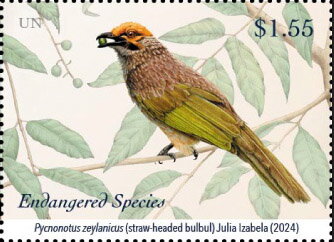 Straw-Headed Bulbul (Pycnonotus zeylanicus)