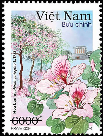 Ban Flower (Bauhinia Variegata)