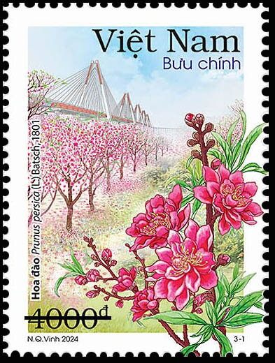 Peach Blossom (Prunus persica)