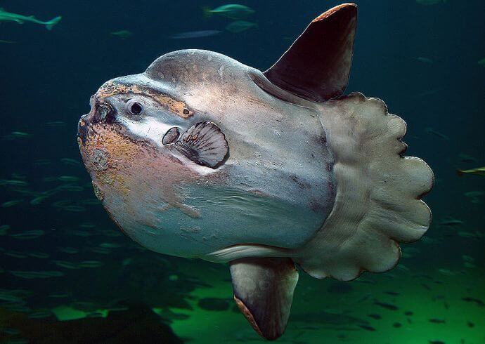 Marine fauna