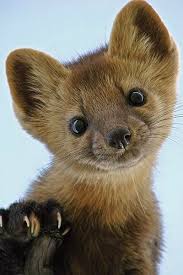 Martens (mammal)