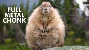 Marmots