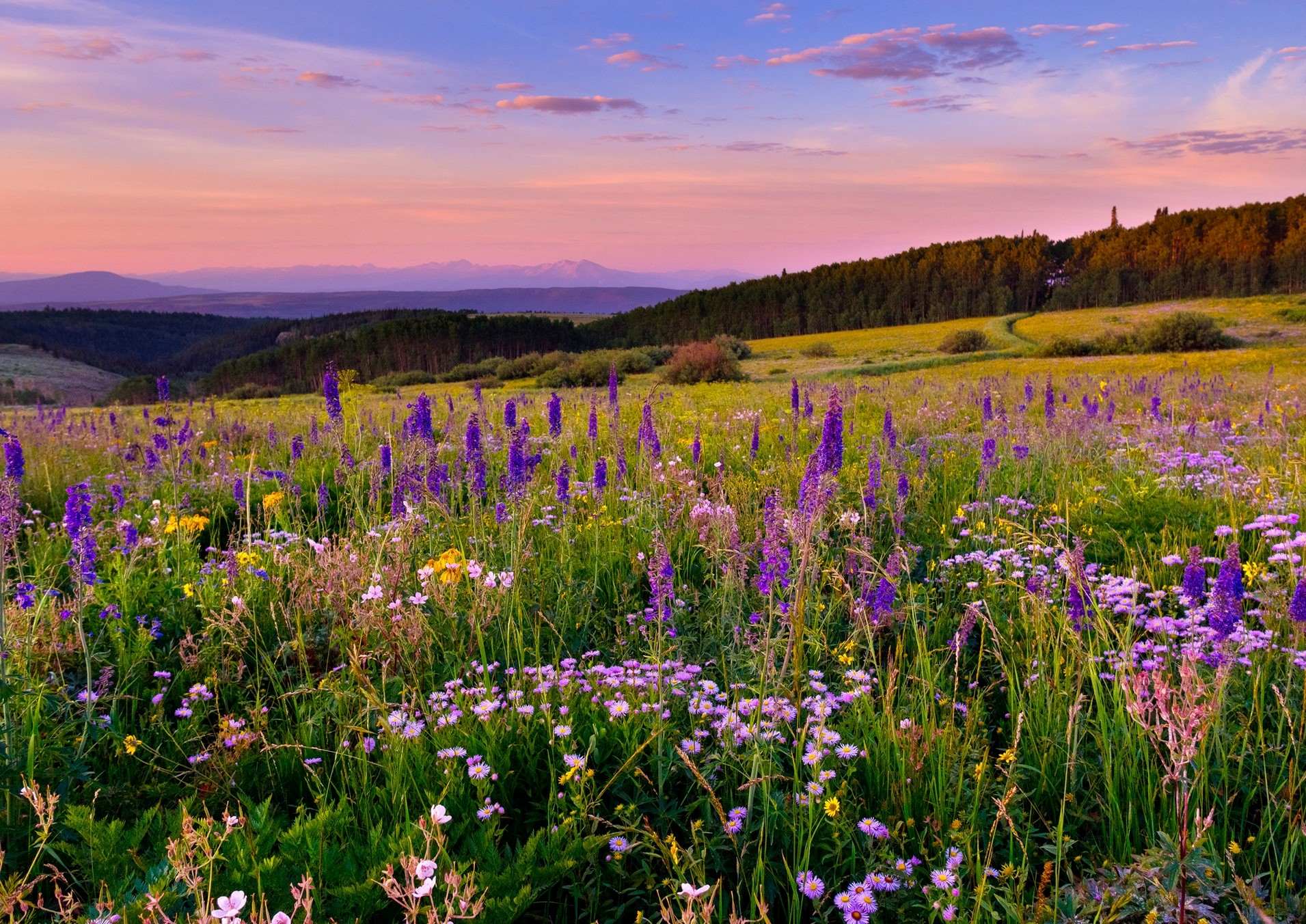 Meadows