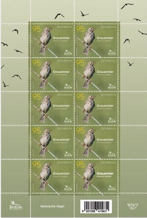 Full Pane, Corn Bunting (Emberiza calandra), Austria,  , Animals (Fauna), Birds