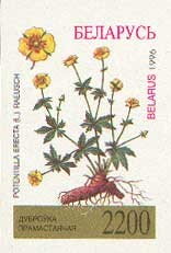 Common Tormentil (Potentilla erecta)