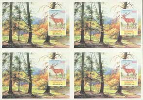Red Deer (Cervus elaphus)