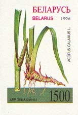 Sweet Flag (Acorus calamus)