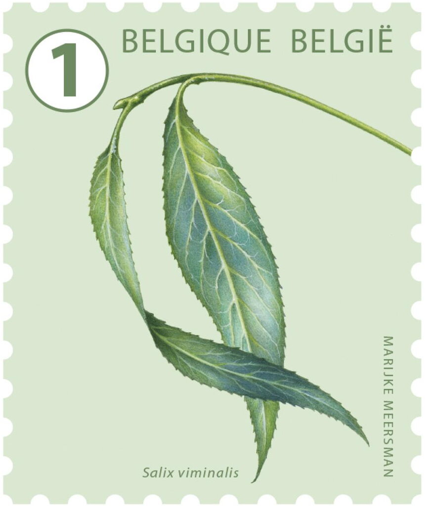 Basket Willow (Salix viminalis)