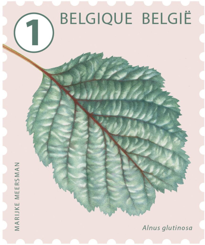 Black Alder (Alnus glutinosa)