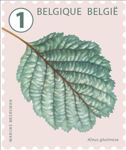 Stamp, Black Alder (Alnus glutinosa), Belgium,  , Leaves