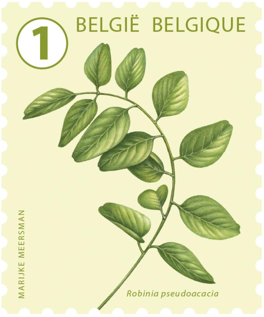 Black Locust (Robinia pseudoacacia)