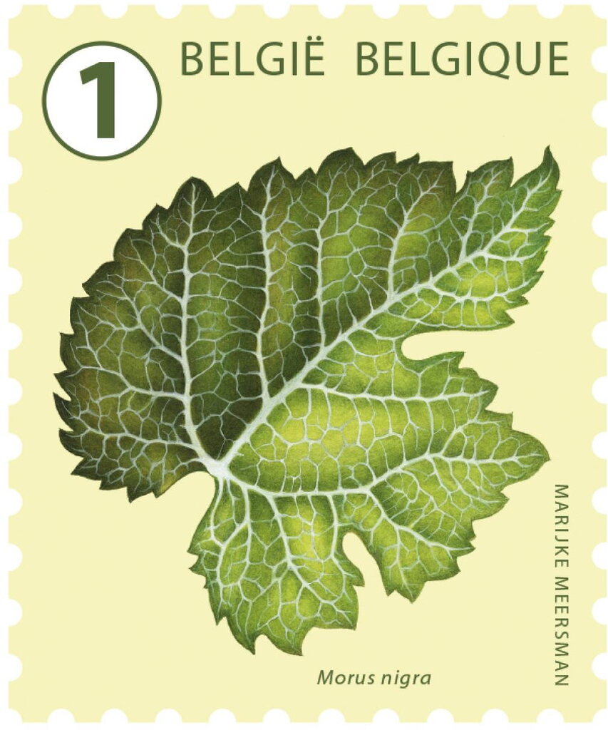 Black Mulberry (Morus nigra)